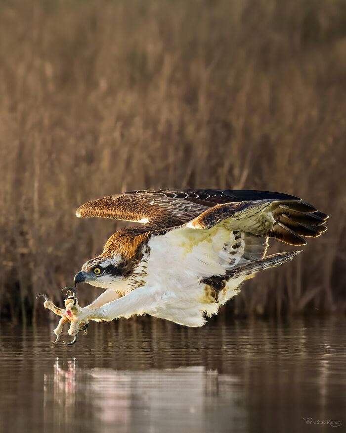 Osprey Frozen Just Before Its Big Strike Move