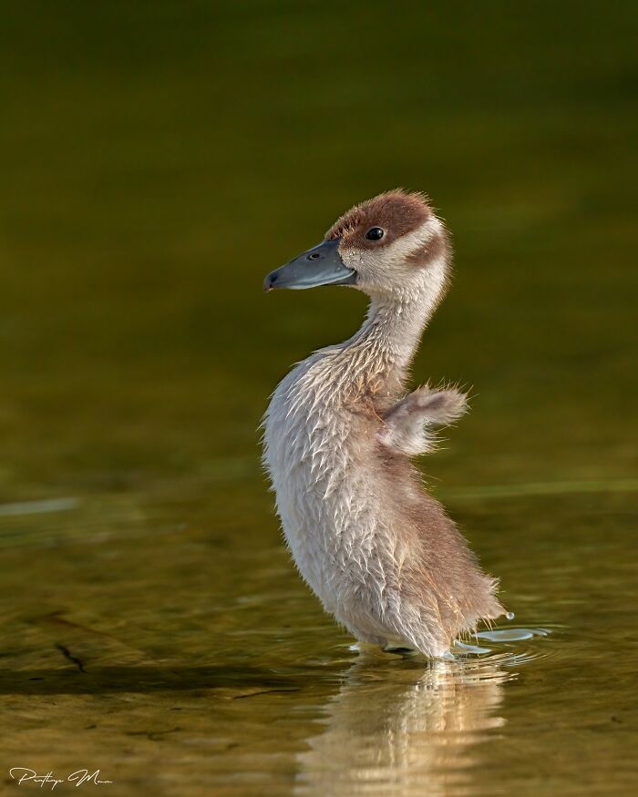 Who Knew Ducklings Could Wink? The Whistling Duckling Is Doing It!