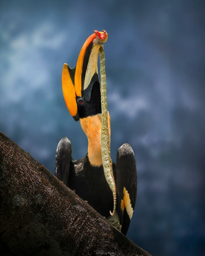 Great Hornbill Comes Back With Dinner Like a Legend
