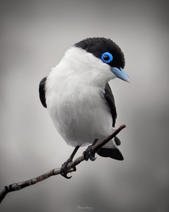 Meet Chabert's Vanga — The Bird With an Attitude