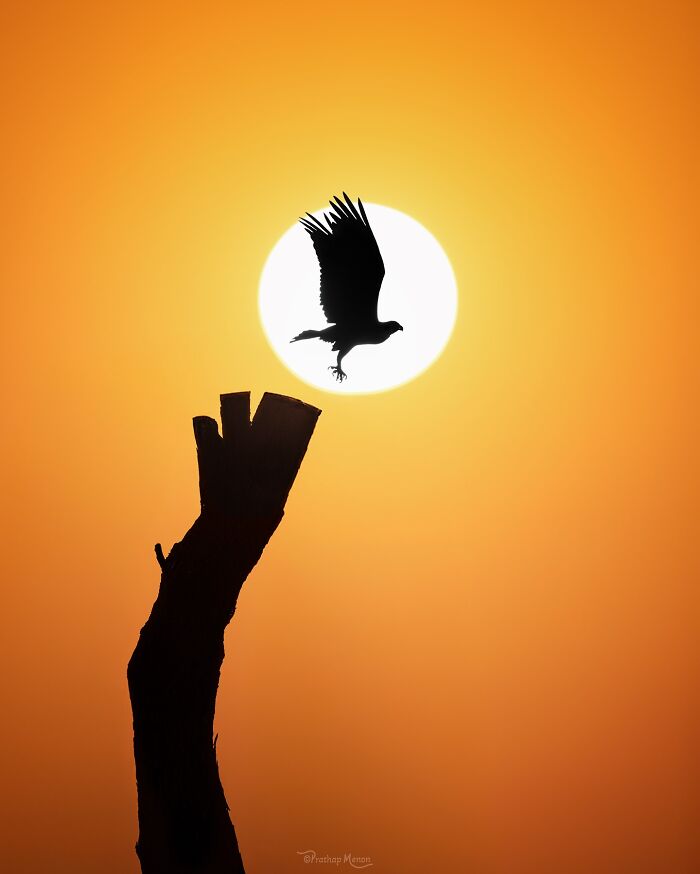 Sunset Takeoff: Osprey Flying Into the Golden Hour