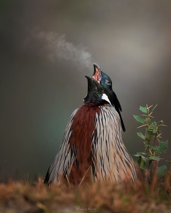 Koklass Pheasant Giving Us All the Cool Bird Energy