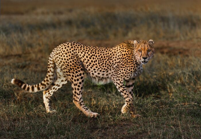 That Look: The Cheetah’s ‘I’m Totally Watching You’ Face