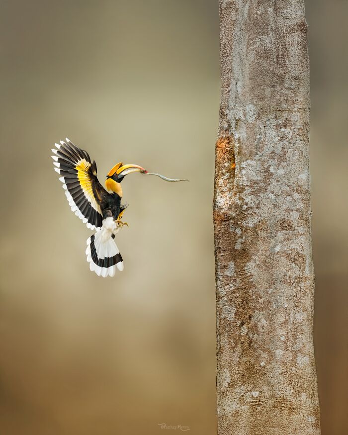 Great Hornbill Brings a Viper to Impress His Mate — Smooth Move!