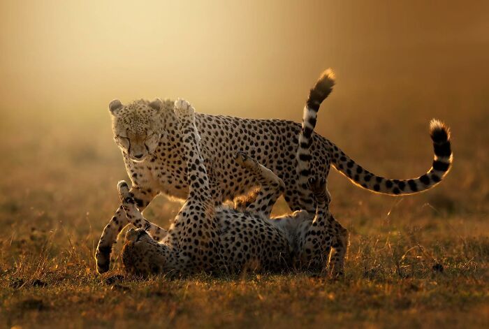 Meet Winda and Olonyok, the Last Two Cheeta-Coolness Ambassadors