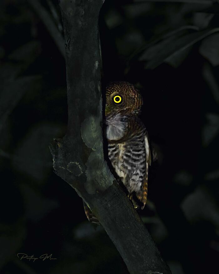 Jungle Owlet: The Cute Night Owl Who’s Got Your Back