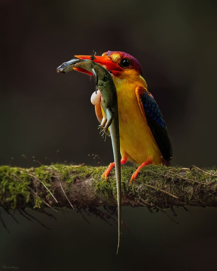 Oriental Dwarf Kingfisher: Tiny Bird, Big Personality
