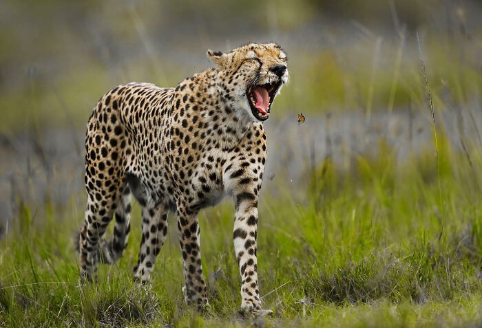 Cheetah Hunting a Butterfly? Nature’s Plot Twist!