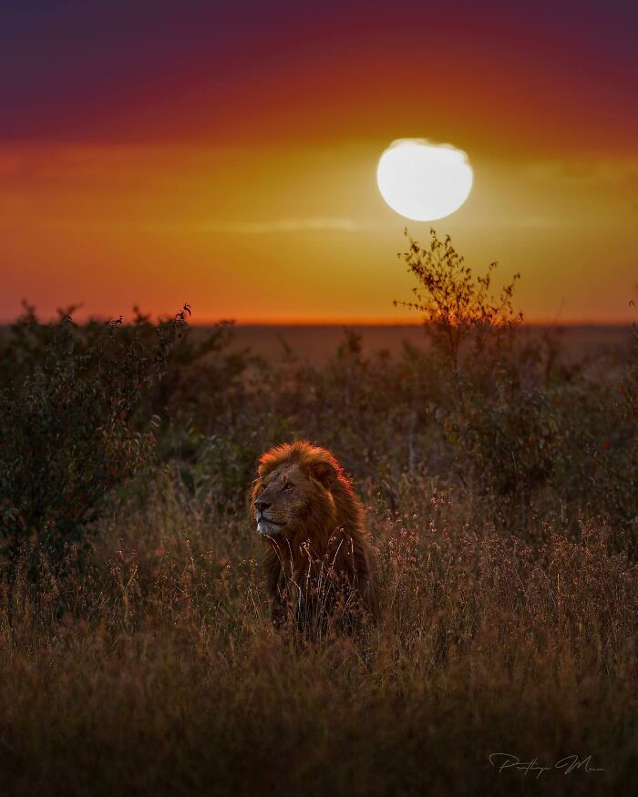 African Lion Looking Majestic Like the King of Cool
