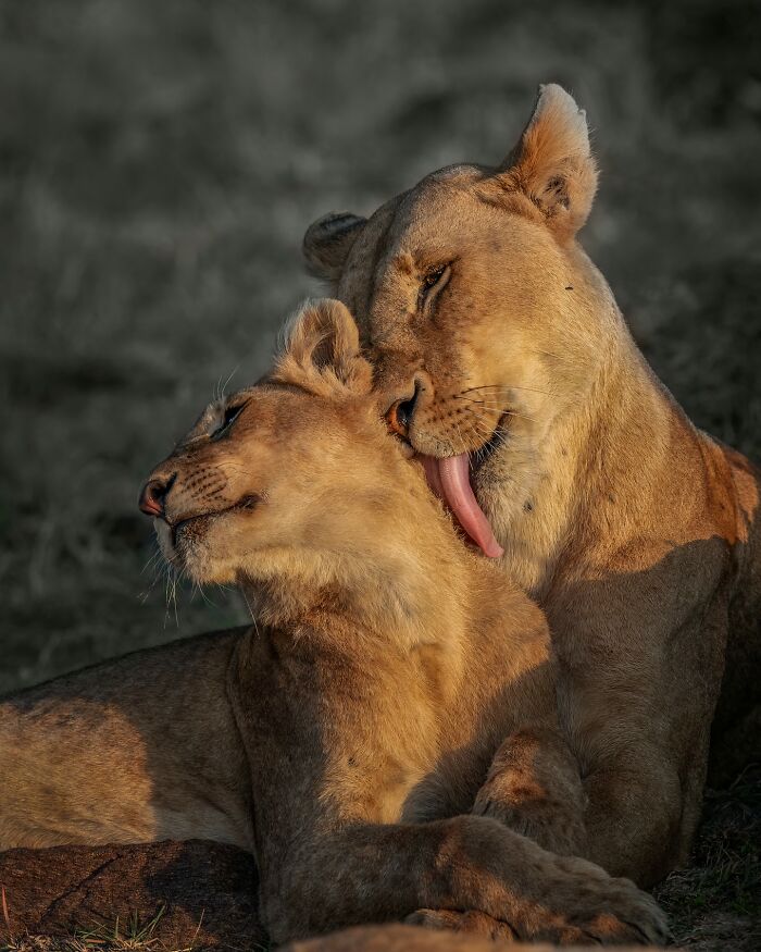 Mom Lion Getting Cozy with Her Cub — Heartwarm Alert!