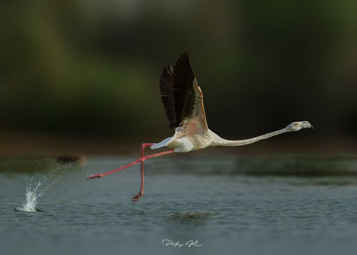 Flamingo Take Off: Pink Wings in Full Fancy Flight Mode