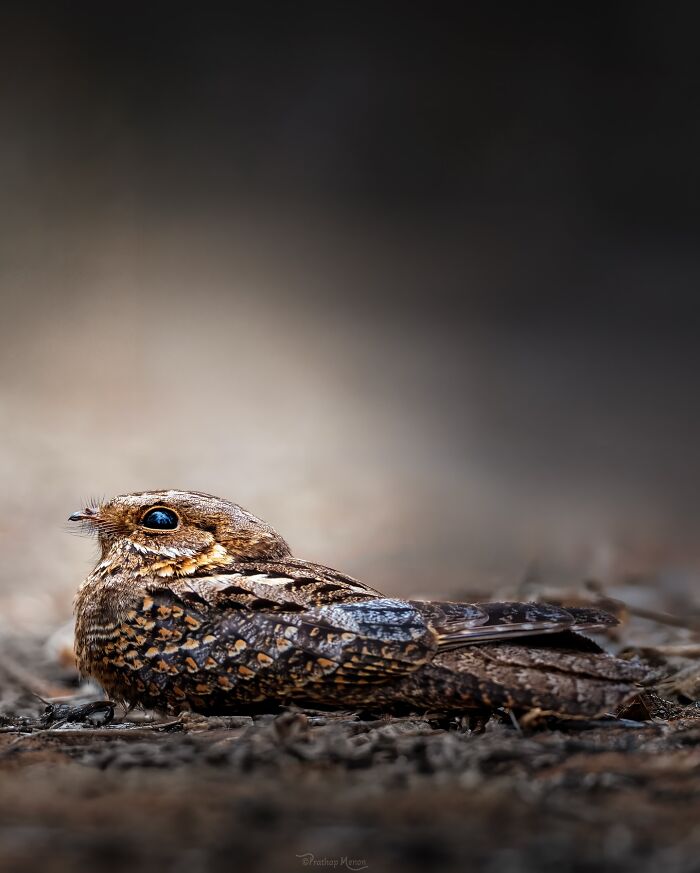Madagascar Nightjar Just Napping Like a Pro During the Day