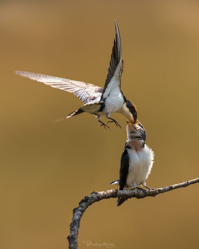 Mom Swallow Feeding Her Baby — Parenting Level: Expert
