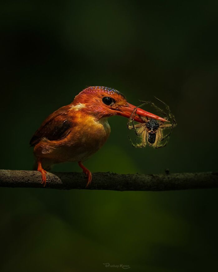 Sulawesi Dwarf Kingfisher: The Tiny King of Colors