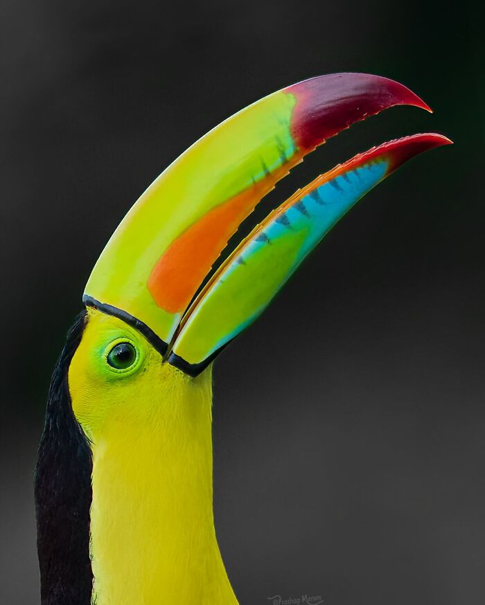Keel-Billed Toucan Rocking the World's Most Instagrammable Beak