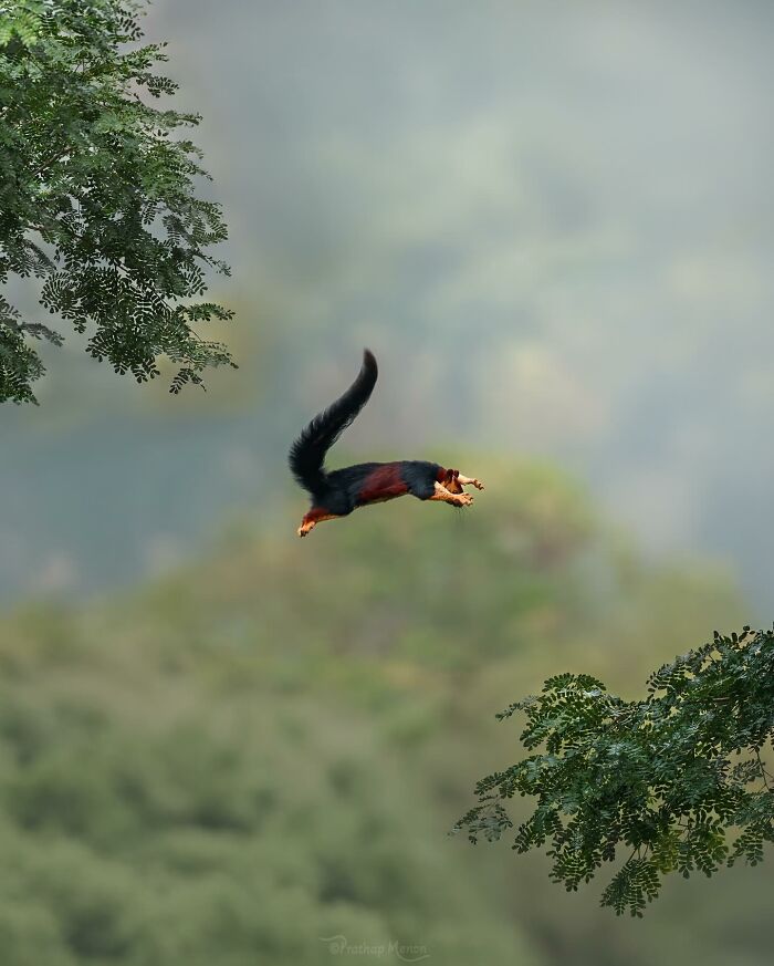 Indian Giant Squirrel Doing Its Signature Leap Like a Ninja