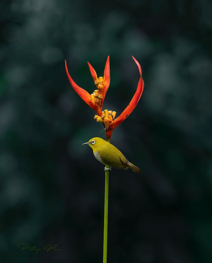 White-Eye (Zosteropidae): Those Big Eyes Say It All