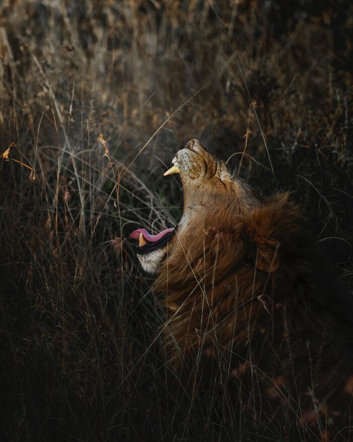 African Lion Yawning so Wide it Could Eat a Sandwich (Or a Wildebeest)