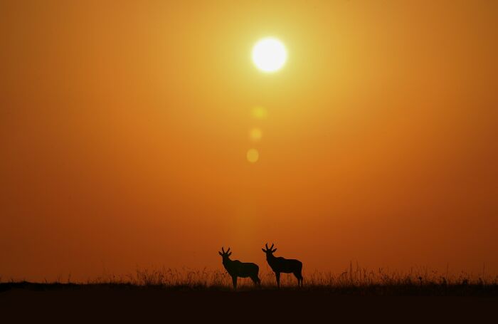 Sunrise at Masai Mara: Nature’s Morning Show