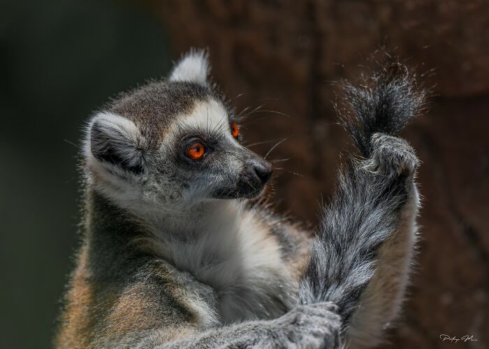 Lemur Checking Out Its Tail Like It’s Saying, ‘Looking Good!’