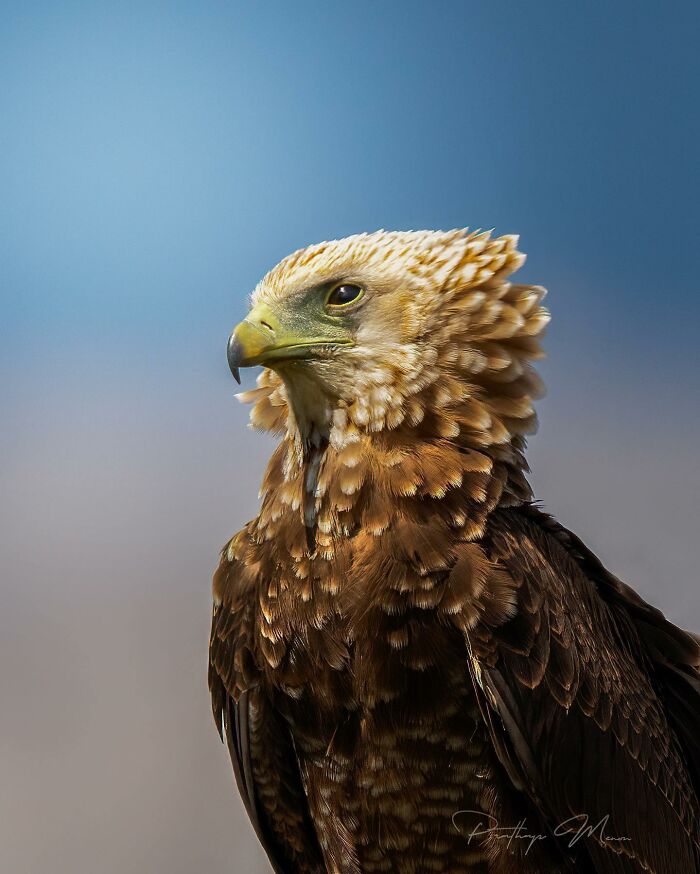 African Crowned Eagle Looking Like a Raptor Royalty