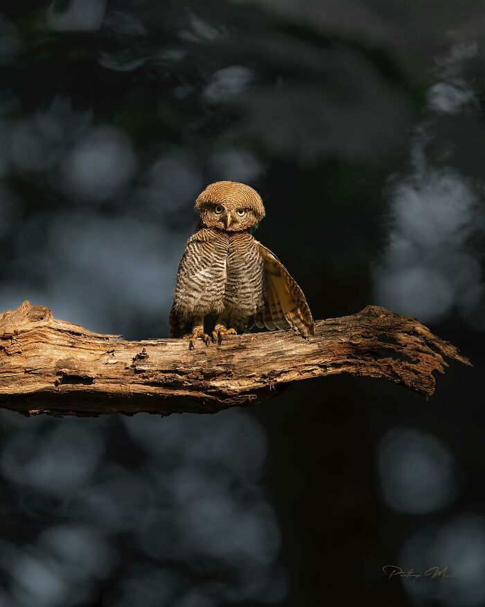 Another Jungle Owlet? Yep. Cute Level: Off the Charts
