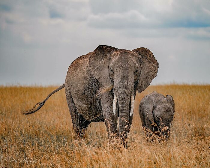 Mother African Elephant and Her Calf — The Ultimate Duo
