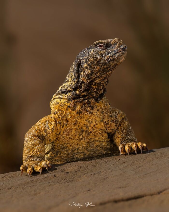 Egyptian Spiny-Tailed Lizard Showing Off Its Tough Side