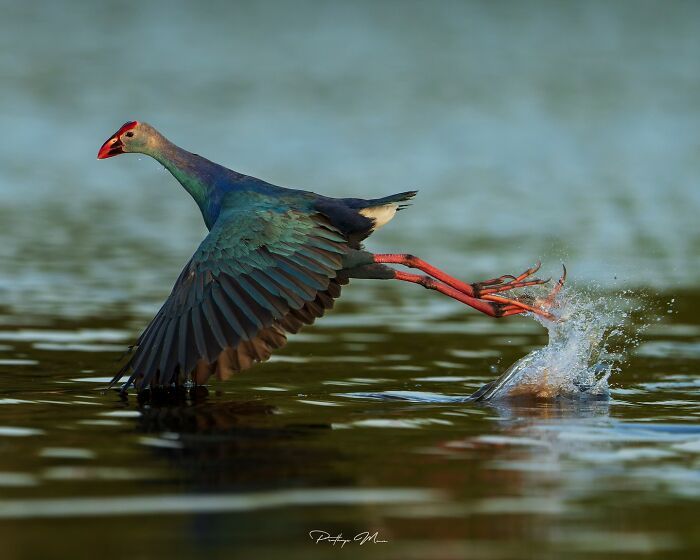 Grey-Headed Swamphen Taking Off in Style
