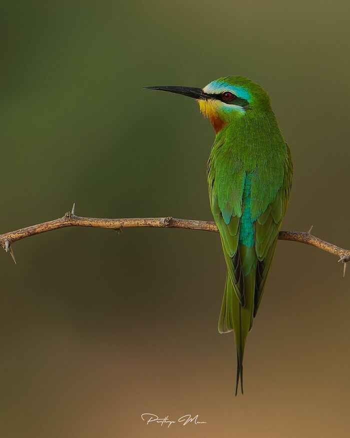 Blue-Cheeked Bee-Eater Looking Like It’s Got Secret Info