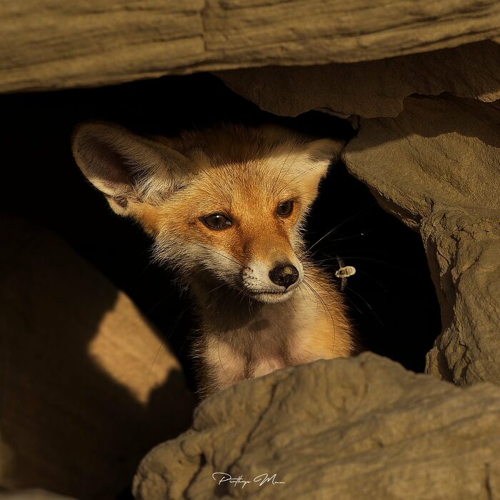 Red Fox Caught Mid-Attitude: All Foxes Are Drama Queens