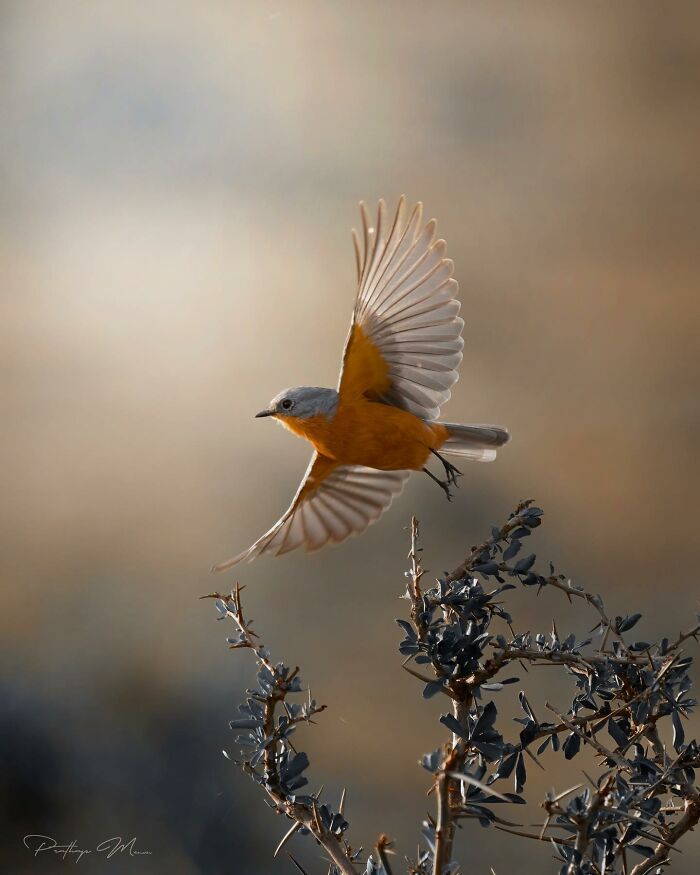 Silverbird: Not Just a Fancy Name, It’s a Look!