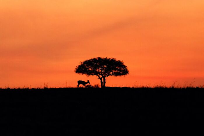A Tranquil Morning in Masai Mara — Just What You Needed to See