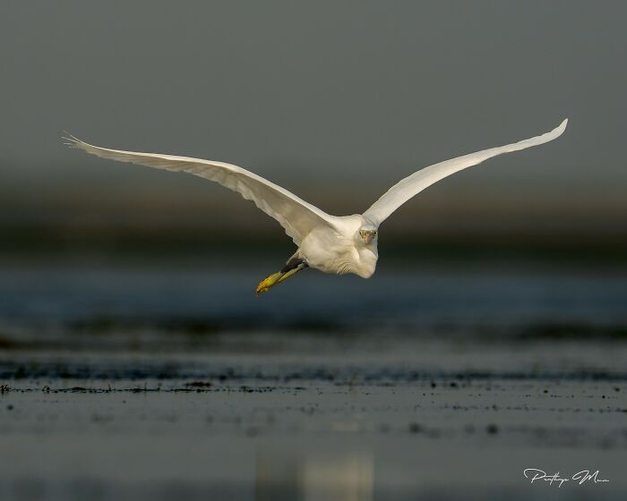 Western Reef Heron Just Chilling Like It Paid the Rent