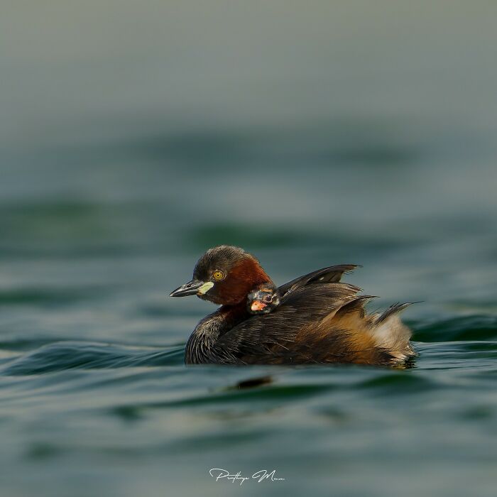 Little Grebe Mom Showing Off Baby Care Like a Pro