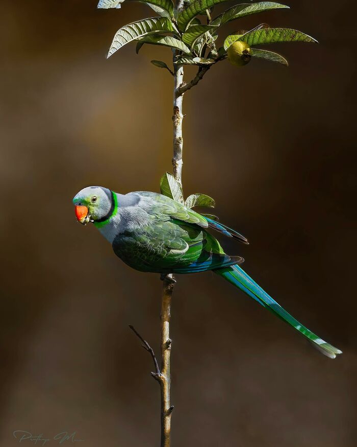 Blue-Winged Parakeet Keeping It Cool and Colorful