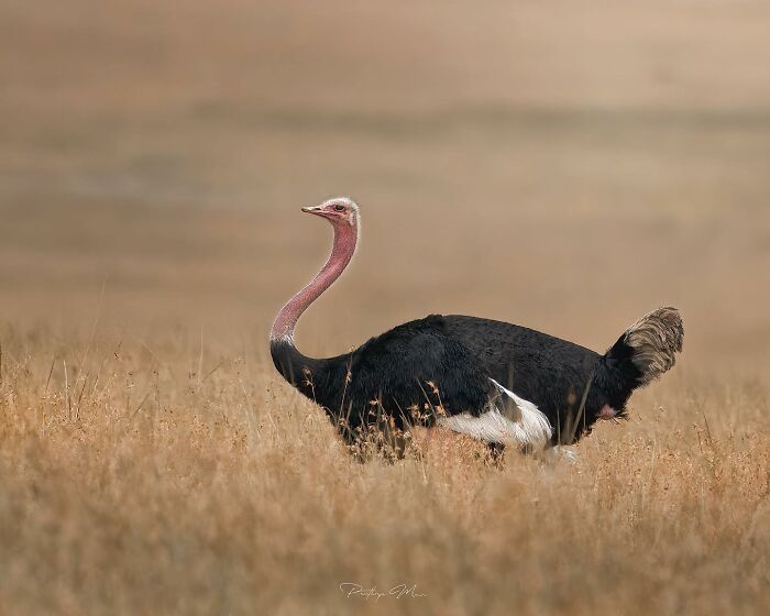Male Ostrich Showing Off His Feather Swagger