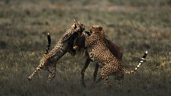 The Cheetah Hunt: Speed, Focus, and Drama All in One