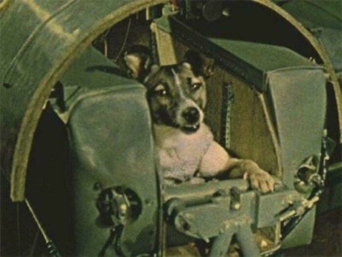 Laika’s Last Snapshot: The First Space Dog (No Coming Back), 1957