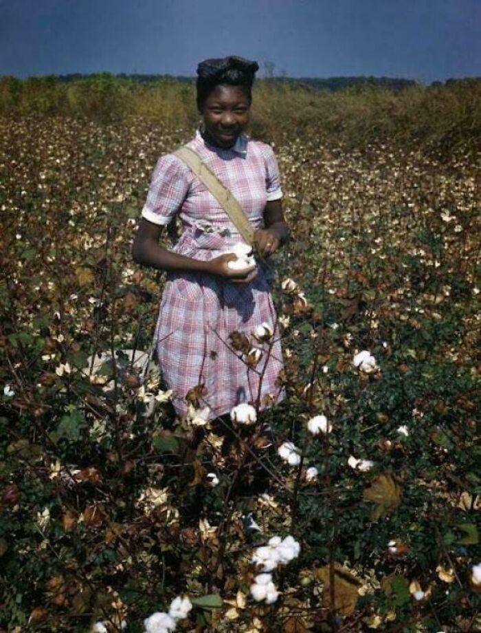 Florida Cotton Picker in Color, 1940s