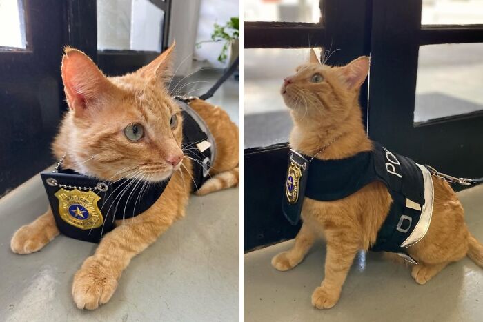 B.O. The Police Station Cat: Official Victim Support Expert