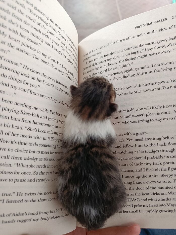My New Favorite Bookmark (It’s a Cat, Obviously)