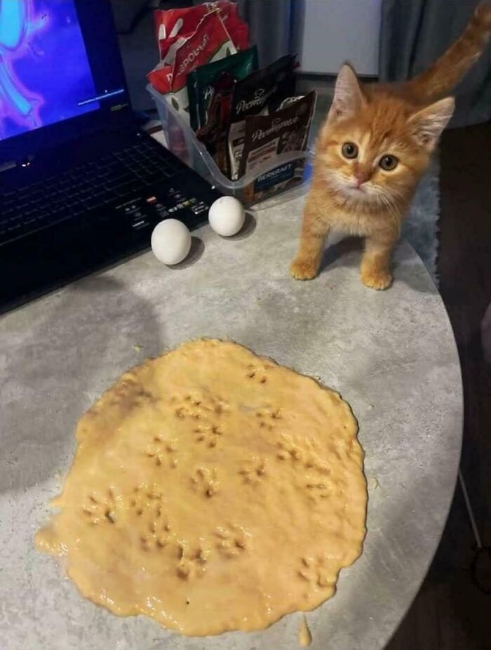 Assistant Chef Who Knows How to Add Purr-fection