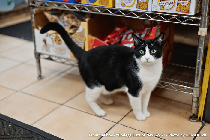 Cookie: The Bodega Celebrity Cat Who Couldn’t Care Less
