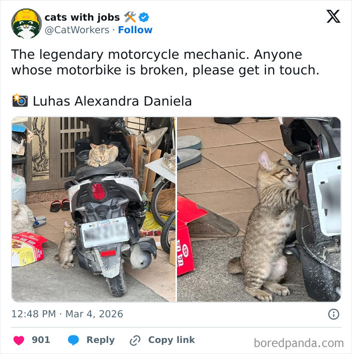 Legendary Mechanic Cat Who Knows Their Stuff