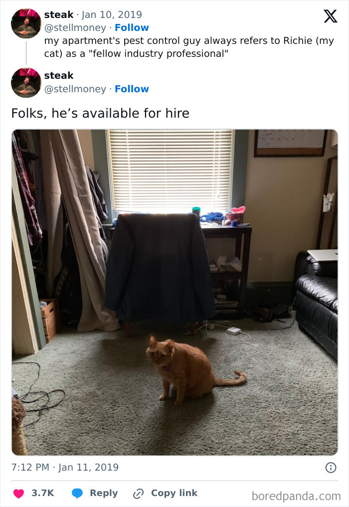 Professional Pest Control Cat: Job Security Guaranteed