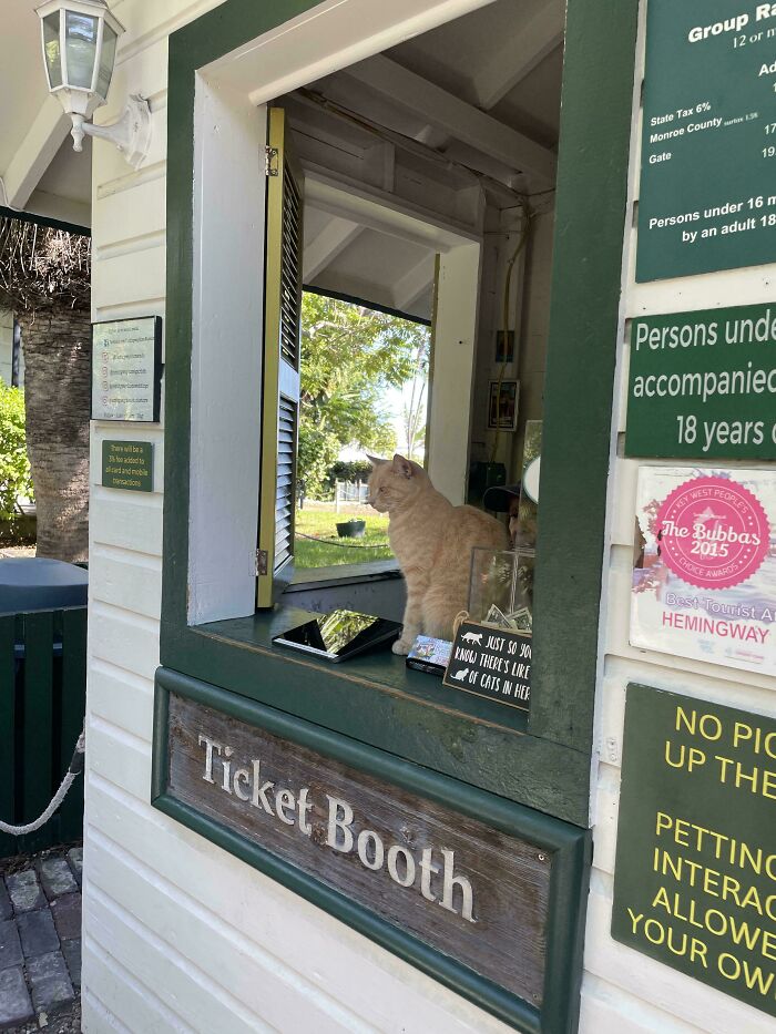 Hemingway House Ticket Agent: Keeping History Feline-Friendly