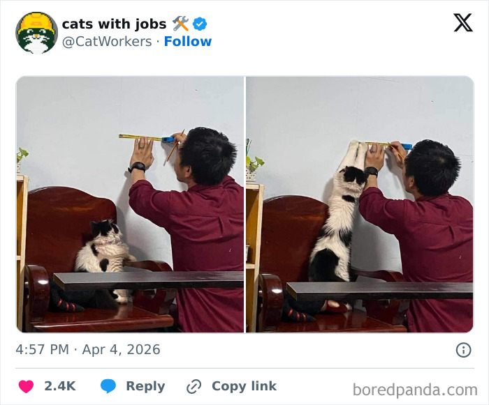 Helping Indeed: A Cat with Great Work Ethic