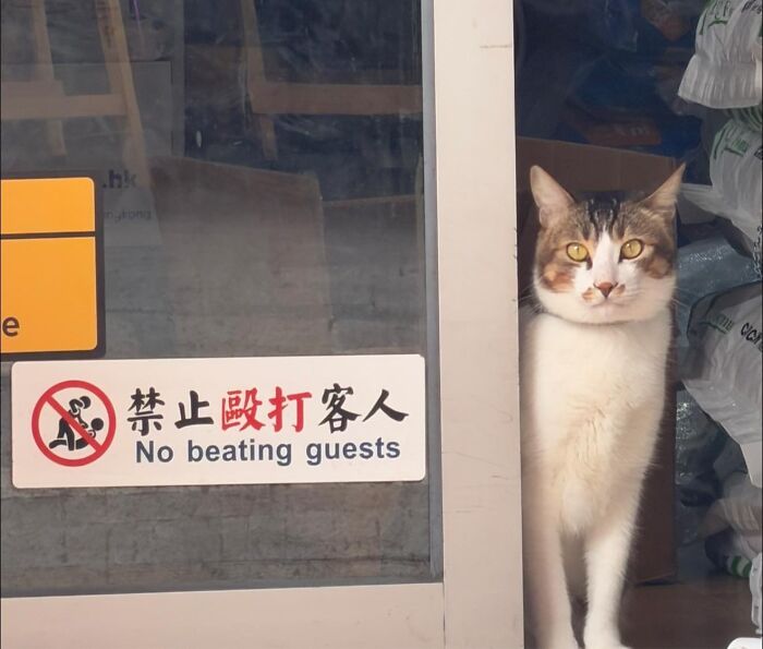 That Sign Has a Story... And the Cat Definitely Knows It
