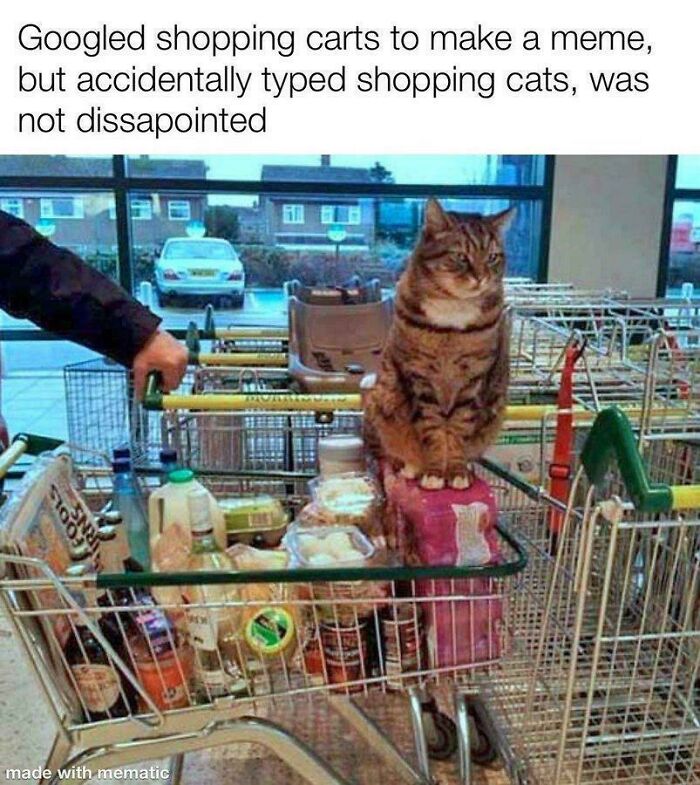 Shopping Cat: Keeping an Eye on Your Groceries